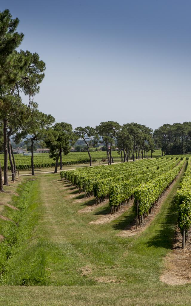 Vignoble Fronton Crédit Photo Pierre Soissons